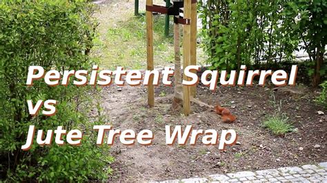 wrap protect tree from squirrel